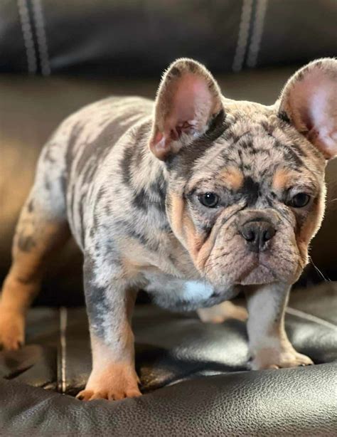 buldog francuski blue merle|Blue Merle French Bulldog